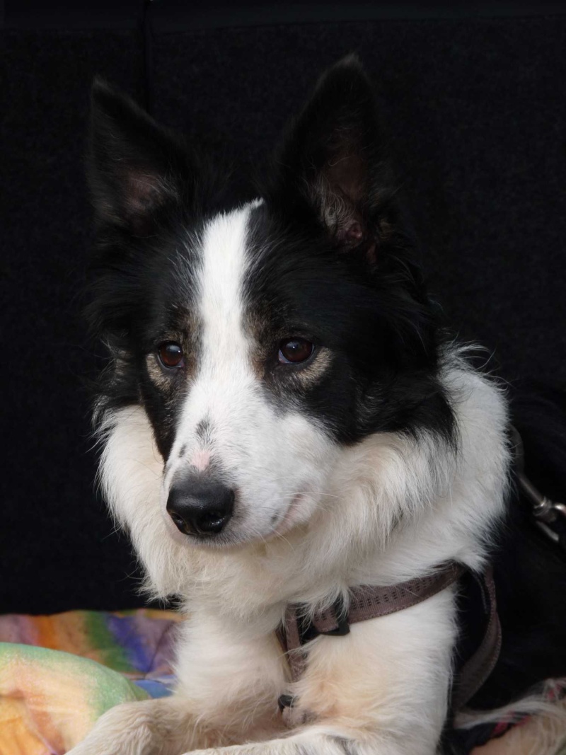 femelle border collie 5 ans dptm 35 - Page 2 P1090219