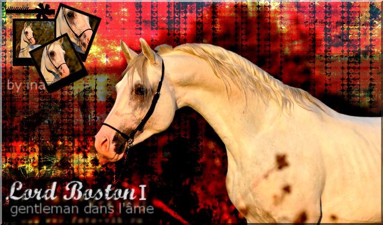 BOX DE LORD BOSTON I Lord_b10
