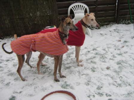 GALGOS CLARA 4 ANS ET  JACK 6 ANS Img_0311