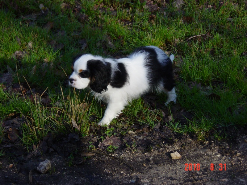 Endy:  né le 27/12/2009  joli garçon agé de 5 semaines environ. Dsc00017