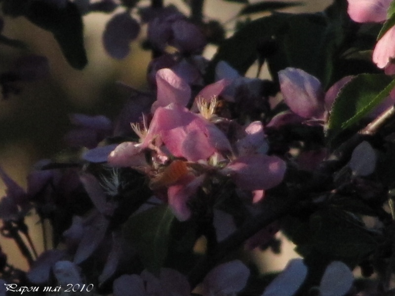 Pommier en fleurs.... Papou213