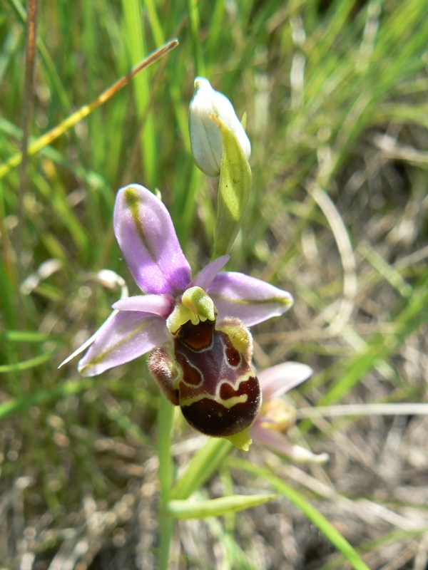 Ophrys scolopax? et errances taxinomiques - Page 3 P1080511