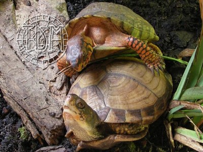 Accouplements des tortues palustres du genre Terrapene Accoup12