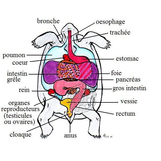 Anatomie des tortues Anat310