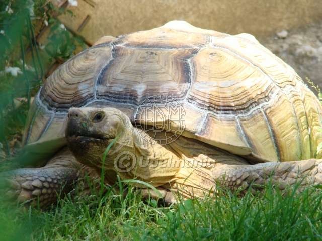 Centrochelys sulcata C03810