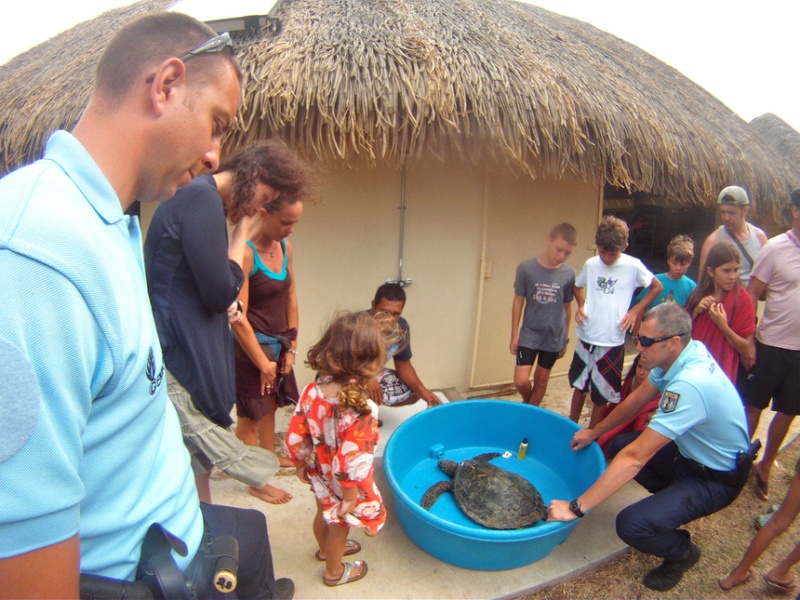 14/03/2011: 5 tortues recueillies à la Clinique des tortues marines de Moorea en 2 semaines! Cli110