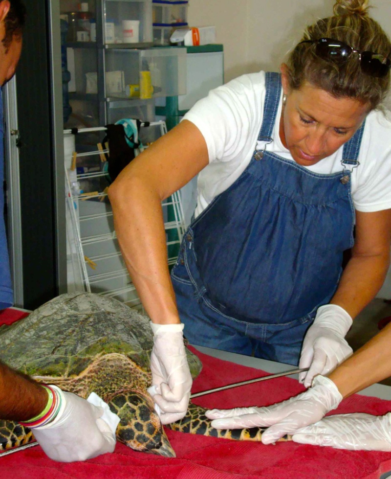 14/03/2011: 5 tortues recueillies à la Clinique des tortues marines de Moorea en 2 semaines! Cli310
