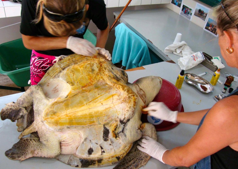 14/03/2011: 5 tortues recueillies à la Clinique des tortues marines de Moorea en 2 semaines! Cli410