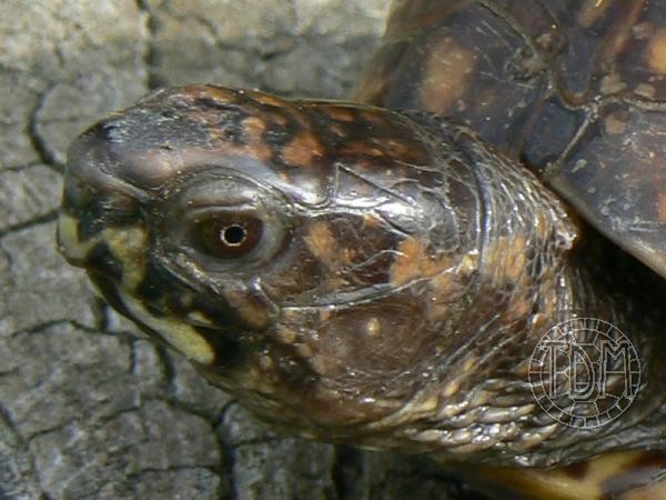 Cas de stéatose hépatique chez une Terrapene Creeks10