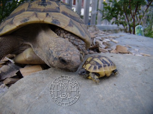 La tortue d'Hermann orientale (Eurotestudo boettgeri) Eb1310