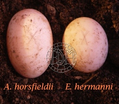 La tortue d'Hermann occidentale (Eurotestudo hermanni) Eh810