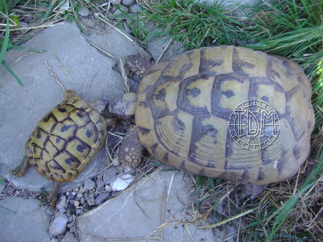 La tortue d'Hercegovine (Eurotestudo hercegovinensis) Ehz810