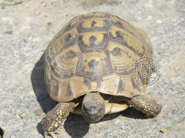 La tortue d'Hercegovine (Eurotestudo hercegovinensis) Ehz910