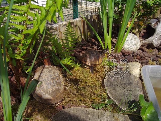Exemple d'enclos extérieur pour tortues palustres Enc_te12