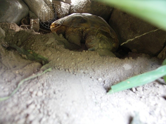 Estivation chez la tortue des steppes Est210
