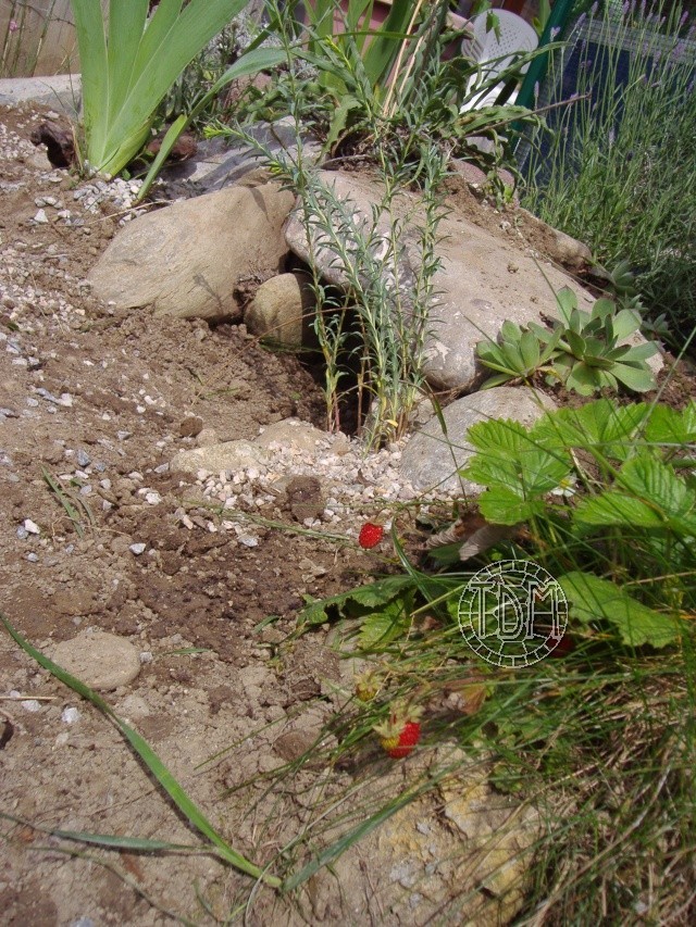 Réalisation d'un enclos pour tortues des steppes adultes Hen2710