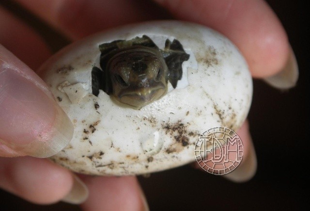 La tortue des steppes (Agrionemys horsfieldii) Hors1310
