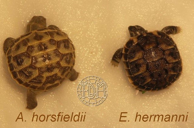 La tortue des steppes (Agrionemys horsfieldii) Hors1510
