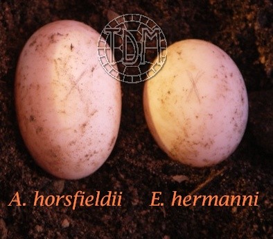 La tortue des steppes (Agrionemys horsfieldii) Hors1610