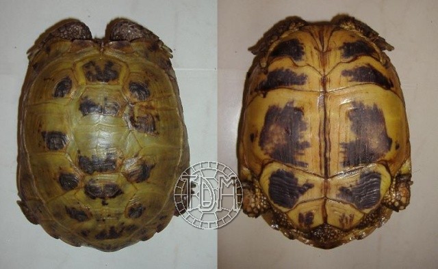 La tortue des steppes (Agrionemys horsfieldii) Hors310
