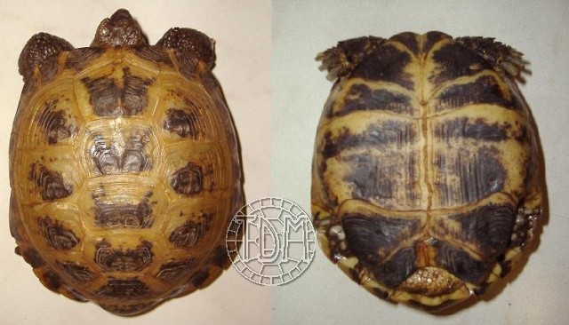 La tortue des steppes (Agrionemys horsfieldii) Hors410