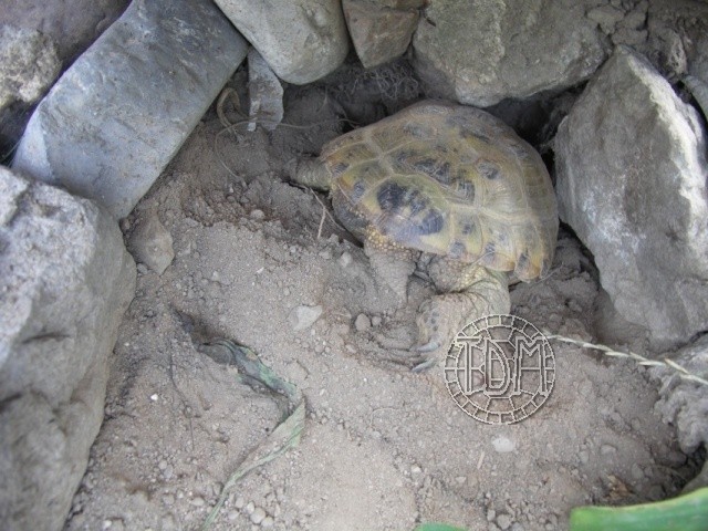 La tortue des steppes (Agrionemys horsfieldii) Hors610