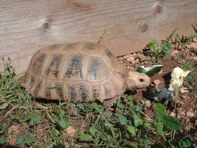 La tortue à tête jaune (Indotestudo elongata) Ie110