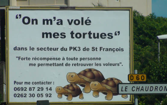 10/03/2011:Un vol de tortues qui s'affiche en grand Im210