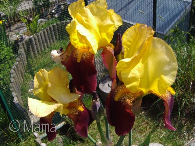 Les iris, quelques notes de couleurs dans les enclos! Iris310