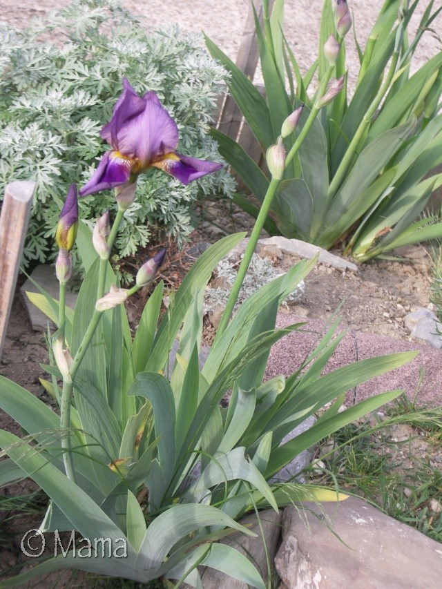 Les iris, quelques notes de couleurs dans les enclos! Iris510