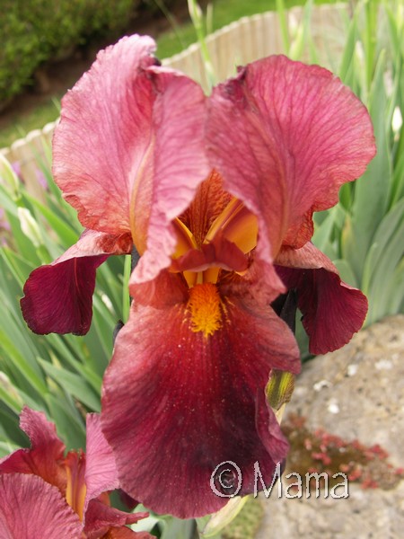 Iris du jardin... Iris_a10