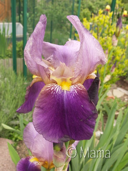 Iris du jardin... Iris_a12