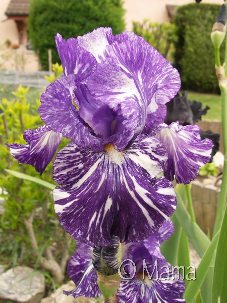 Iris du jardin... Iris_a15