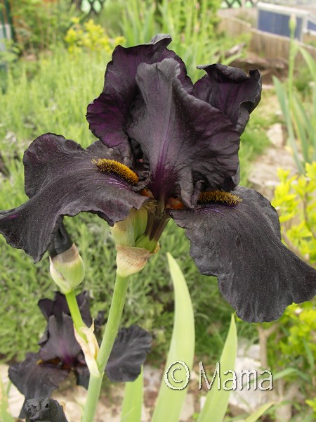 Iris du jardin... Iris_a16