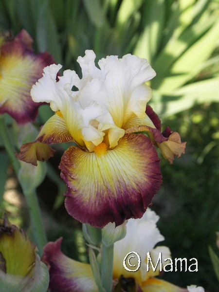 Iris du jardin... Iris_b10