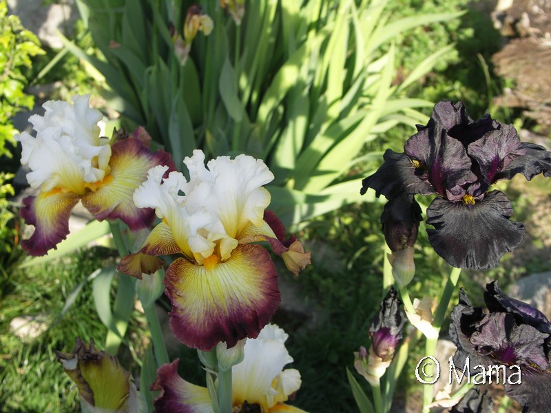 Iris du jardin... Iris_b11