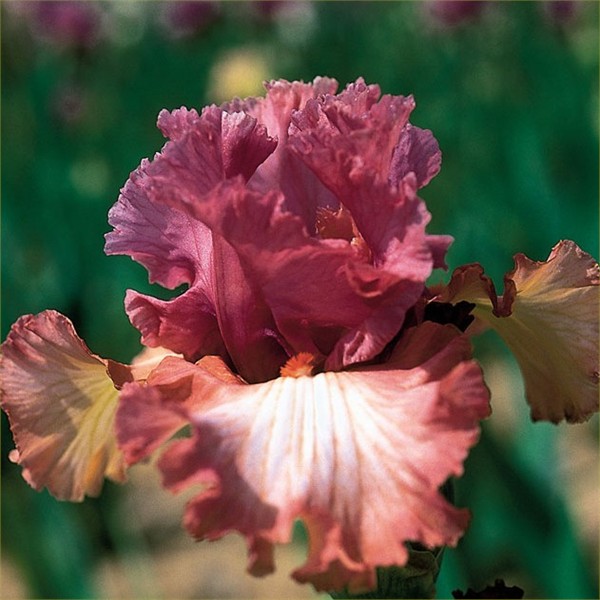 Iris du jardin... Iris_r10