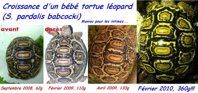 Croissance d'un juvénile tortue léopard (S. pardalis babcocki) Manich10