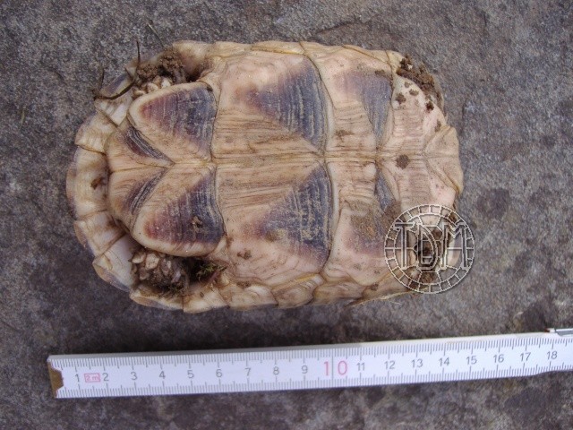 La tortue marginée (Testudo marginata) Margin10