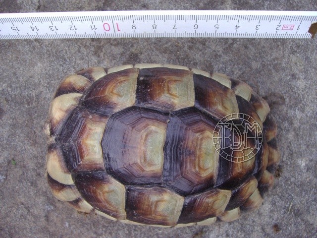 La tortue marginée (Testudo marginata) Margin11