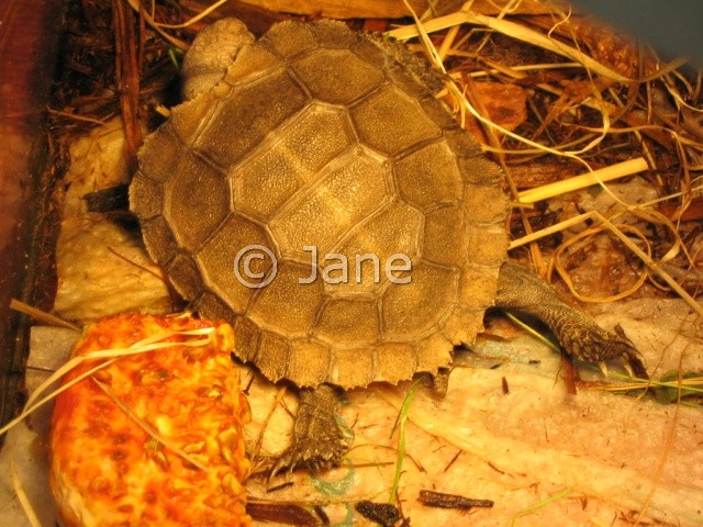 La tortue brune/noire de Birmanie (Manouria emys ssp) Mee110