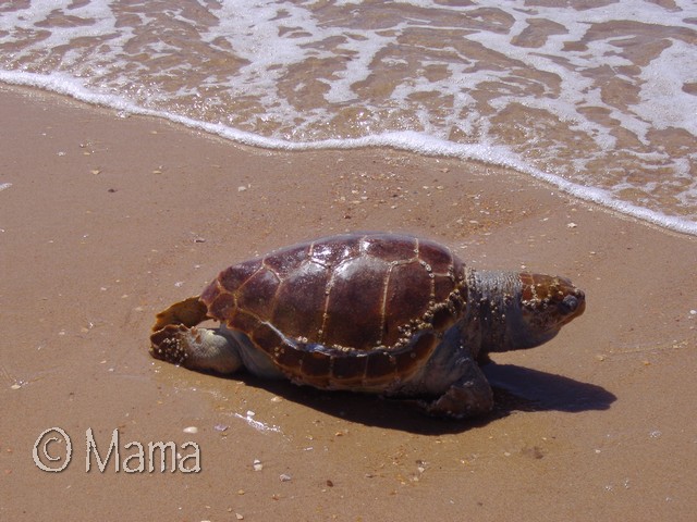 Le triste spectacle des tortues marines sur les plages d'une réserve naturelle en Espagne P1220014