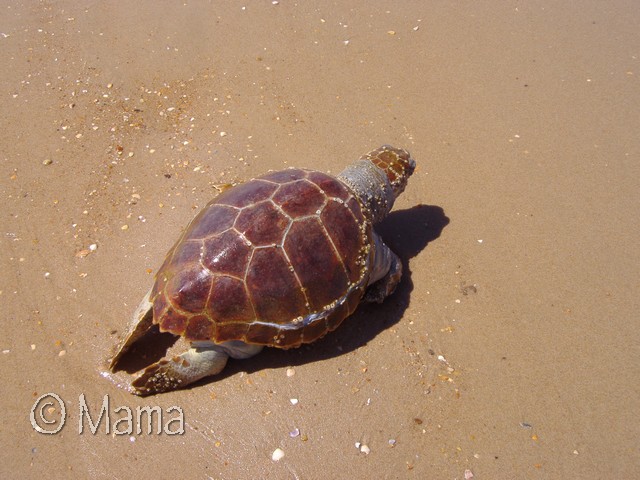 Le triste spectacle des tortues marines sur les plages d'une réserve naturelle en Espagne P1220015