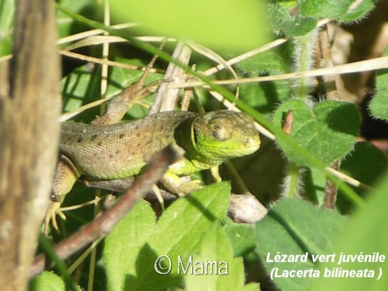 Cistudes en Suisse et autres reptiles sauvages Reptil14