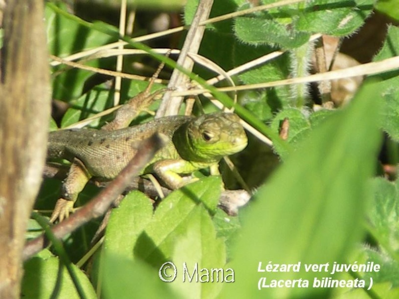 Cistudes en Suisse et autres reptiles sauvages Reptil15