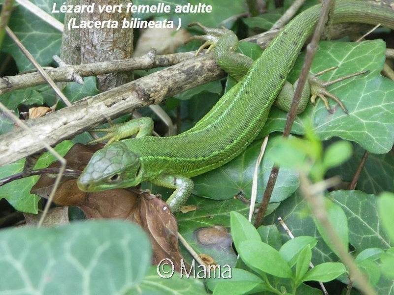 Cistudes en Suisse et autres reptiles sauvages Reptil17