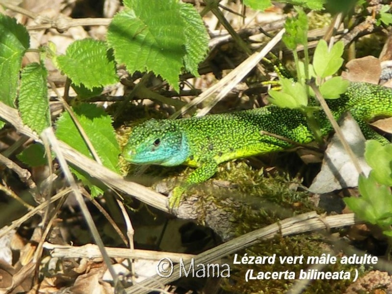 Cistudes en Suisse et autres reptiles sauvages Reptil18