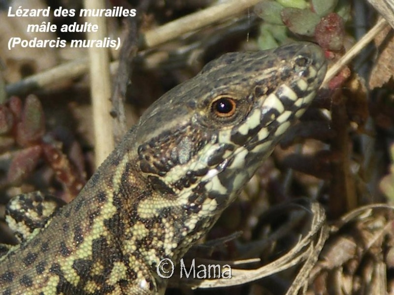 Cistudes en Suisse et autres reptiles sauvages Reptil20