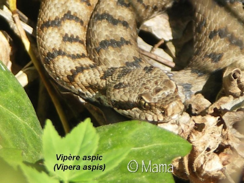 Cistudes en Suisse et autres reptiles sauvages Reptil22