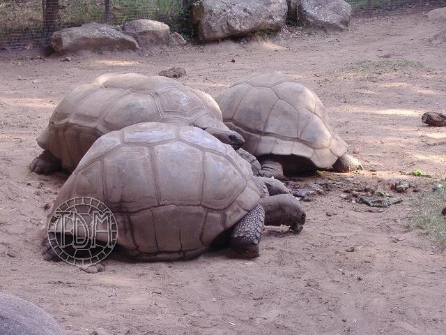 La tortue géante des Seychelles (Dipsochelys sp) Seych210